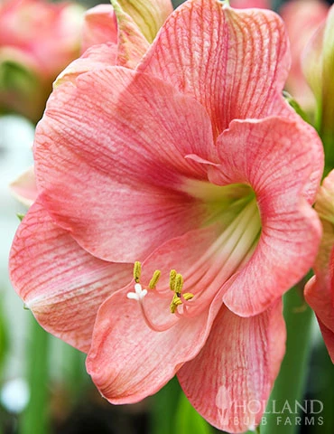Menu Susan Amaryllis Value Pack -US Garden Plants Sales 2024 92180 susan amaryllis 2