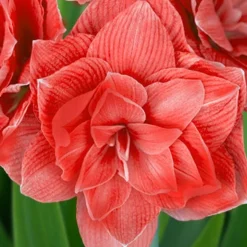 Menu Candy Nymph Amaryllis