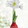 Menu Red Picasso Waxed Amaryllis 1 Menu Red Picasso Waxed Amaryllis -US Garden Plants Sales 2024 92193 picasso base waxed amaryllis white flower