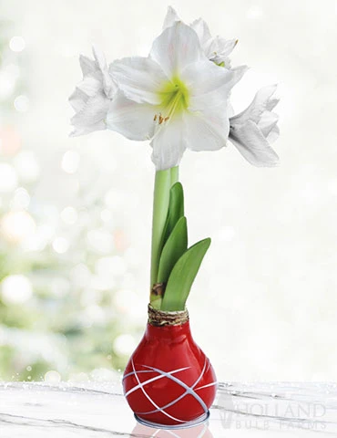 Menu Red Picasso Waxed Amaryllis 3 Menu Red Picasso Waxed Amaryllis
