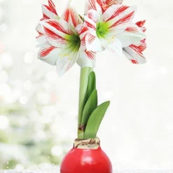 Menu Candy Cane Waxed Amaryllis
