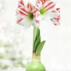 Menu Lollipop Waxed Amaryllis