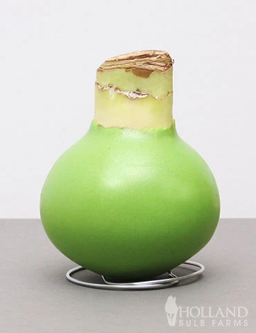 Menu Lollipop Waxed Amaryllis 4 Menu Lollipop Waxed Amaryllis - Image 2