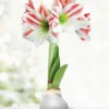 Menu Frosted Sugar Cookie Waxed Amaryllis 1 Menu Frosted Sugar Cookie Waxed Amaryllis -US Garden Plants Sales 2024 92196 silver wax amaryllis bi colored flower