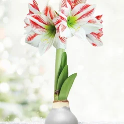Menu Frosted Sugar Cookie Waxed Amaryllis