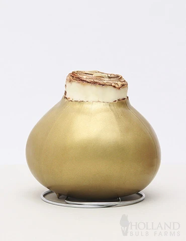 Menu Gingerbread Waxed Amaryllis 4 Menu Gingerbread Waxed Amaryllis - Image 2