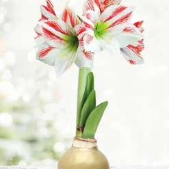 Menu Gingerbread Waxed Amaryllis