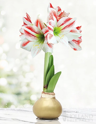 Menu Gingerbread Waxed Amaryllis 3 Menu Gingerbread Waxed Amaryllis