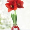 Menu Be Mine Waxed Amaryllis -US Garden Plants Sales 2024 92201 be mine waxed amaryllis 2