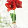 Menu Love Struck Picasso Waxed Amaryllis 2 Menu Love Struck Picasso Waxed Amaryllis -US Garden Plants Sales 2024 92204 love struck picasso waxed amaryllis 2 1