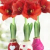 Menu The Sweetheart Waxed Amaryllis Collection (3-Pack) -US Garden Plants Sales 2024 92206 the sweetheart waxed amaryllis collection 2
