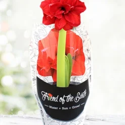 Menu Bingo Potted Amaryllis - Gift Ready