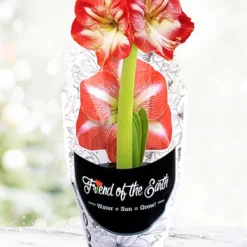 Menu Minerva Potted Amaryllis - Gift Ready