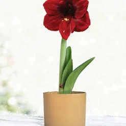Menu Burgundy Potted Amaryllis Gift Box - Gold Round