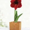 Menu Burgundy Potted Amaryllis Gift Box - Gold Square -US Garden Plants Sales 2024 92217 barbosa potted amaryllis gold square