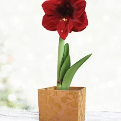 Menu Burgundy Potted Amaryllis Gift Box - Gold Square