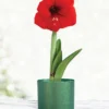 Menu Red Potted Amaryllis Gift Box - Green Round 1 Menu Red Potted Amaryllis Gift Box - Green Round -US Garden Plants Sales 2024 92220 red lion potted amaryllis green round