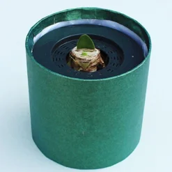 Menu Red Potted Amaryllis Gift Box - Green Round 7 Menu Red Potted Amaryllis Gift Box - Green Round -US Garden Plants Sales 2024 92220 red lion potted amaryllis green round 2