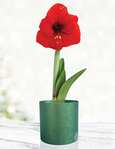 Menu Red Potted Amaryllis Gift Box - Green Round 3 Menu Red Potted Amaryllis Gift Box - Green Round