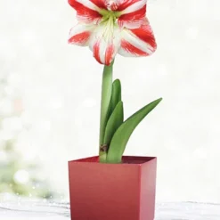 Menu Bi-Color Potted Amaryllis Gift Box - Burgundy Square