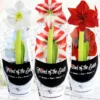 Menu Peppermint Swirl Amaryllis Trio Collection -US Garden Plants Sales 2024 92226 peppermint swirl collection