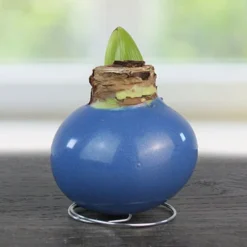 Menu American Spirit Waxed Amaryllis Collection -US Garden Plants Sales 2024 92231 blue skies waxed amaryllis 2 1