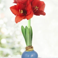 Menu American Spirit Waxed Amaryllis Collection -US Garden Plants Sales 2024 92231 blue skies waxed amaryllis 3 1