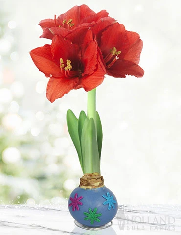 Menu Spring Blooms Waxed Amaryllis -US Garden Plants Sales 2024 92234 spring blooms waxed amaryllis 3