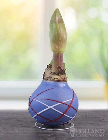 Menu Fireworks Picasso Waxed Amaryllis 4 Menu Fireworks Picasso Waxed Amaryllis - Image 2