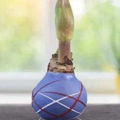 Menu Stars & Stripes Waxed Amaryllis Collection -US Garden Plants Sales 2024 92238 fireworks picasso waxed amaryllis 2