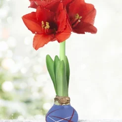 Menu Fireworks Picasso Waxed Amaryllis
