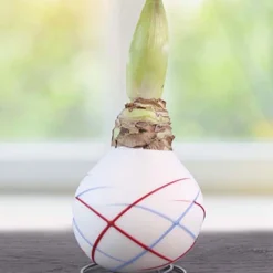 Menu Stars & Stripes Waxed Amaryllis Collection -US Garden Plants Sales 2024 92239 sparkler picasso waxed amaryllis 2 1