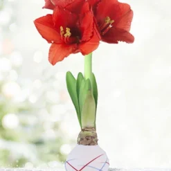 Menu Stars & Stripes Waxed Amaryllis Collection -US Garden Plants Sales 2024 92239 sparkler picasso waxed amaryllis 3 1