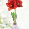Menu Sparkler Picasso Waxed Amaryllis -US Garden Plants Sales 2024 92239 sparkler picasso waxed amaryllis 3