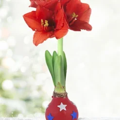 Menu Stars & Stripes Waxed Amaryllis Collection -US Garden Plants Sales 2024 92240 star spangled waxed amaryllis 3 1