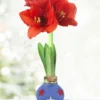 Menu Freedom Waxed Amaryllis -US Garden Plants Sales 2024 92241 freedom waxed amaryllis 3