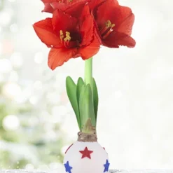 Menu Liberty Waxed Amaryllis