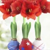 Menu Stars & Stripes Waxed Amaryllis Collection