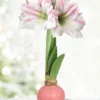 Menu Pink Lady Waxed Amaryllis 1 Menu Pink Lady Waxed Amaryllis -US Garden Plants Sales 2024 92420 pink lady waxed amaryllis