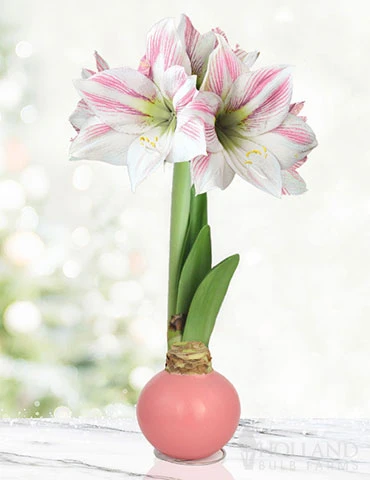 Menu Pink Lady Waxed Amaryllis 3 Menu Pink Lady Waxed Amaryllis