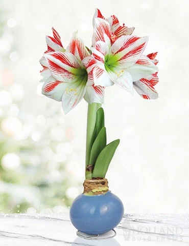 Menu Spring In Your Step Waxed Amaryllis -US Garden Plants Sales 2024 92422 spring in your step waxed amaryllis