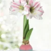 Menu Easter Blessings Waxed Amaryllis -US Garden Plants Sales 2024 92428 easter blessings waxed amaryllis