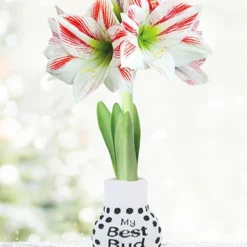 Menu Flower Love Forever Sweater Amaryllis Collection 12 Menu Flower Love Forever Sweater Amaryllis Collection -US Garden Plants Sales 2024 92445 best bud amorice 1