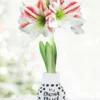 Menu Besties Sweater Amaryllis -US Garden Plants Sales 2024 92445 best bud amorice
