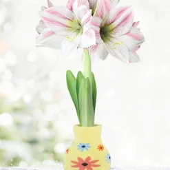 Menu Flower Love Forever Sweater Amaryllis Collection 14 Menu Flower Love Forever Sweater Amaryllis Collection -US Garden Plants Sales 2024 92448 sunshine daydream apple blossom