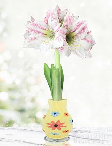 Menu Flower Love Forever Sweater Amaryllis Collection 8 Menu Flower Love Forever Sweater Amaryllis Collection - Image 6