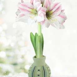 Menu Sage Advice Sweater Amaryllis