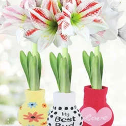 Menu Flower Love Forever Sweater Amaryllis Collection