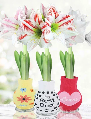 Menu Flower Love Forever Sweater Amaryllis Collection 3 Menu Flower Love Forever Sweater Amaryllis Collection