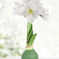 Menu Star Light Waxed Amaryllis